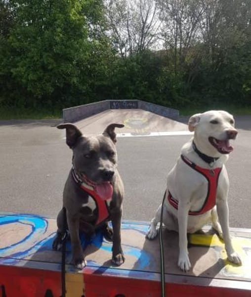 Mia  Sensible Hundeseele sucht Zuhause