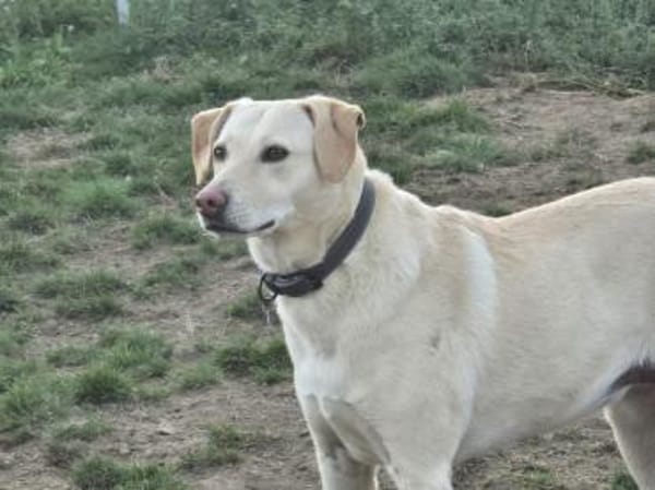 Mia  Sensible Hundeseele sucht Zuhause