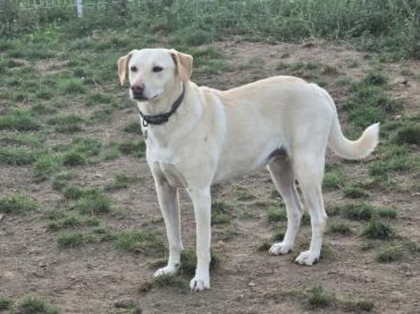 Mia  Sensible Hundeseele sucht Zuhause