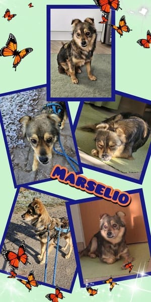 Marselio wartet in Großhabersdorf!