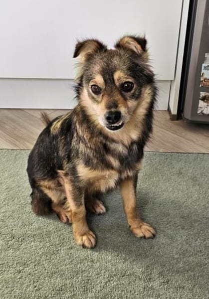 Marselio wartet in Großhabersdorf!