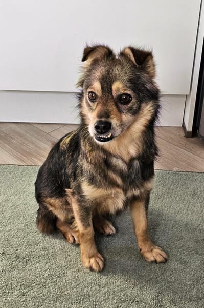 Marselio wartet in Großhabersdorf!