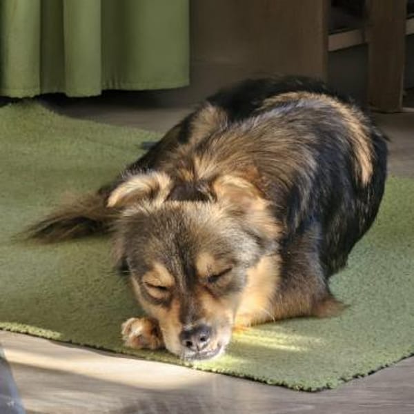 Marselio wartet in Großhabersdorf!