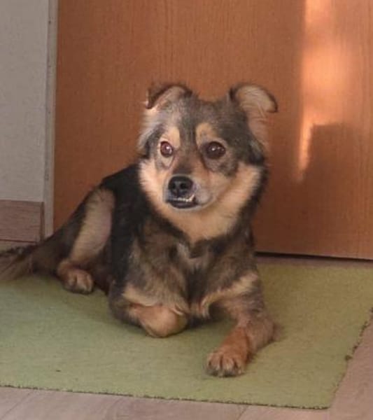 Marselio wartet in Großhabersdorf!