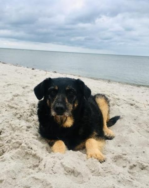 Delta - Frauenhund sucht Plätzchen