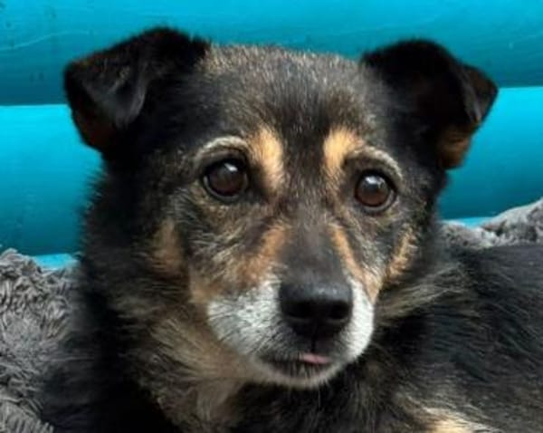 RENI-hübsche Hündin, 48 cm