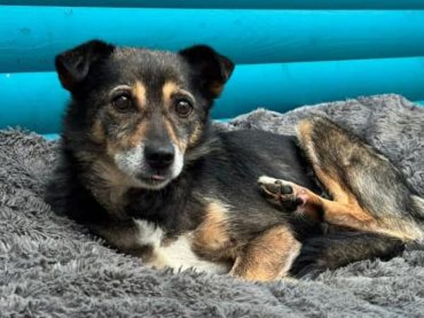 RENI-hübsche Hündin, 48 cm