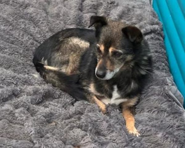 RENI-hübsche Hündin, 48 cm