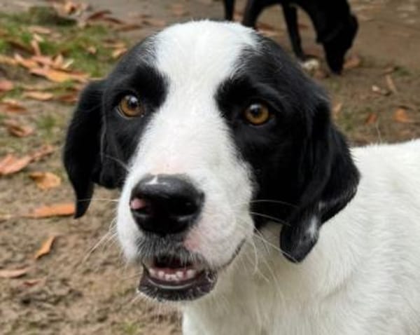 NEISHA-wunderschöne Hündin, 63 cm