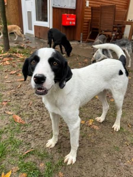 NEISHA-wunderschöne Hündin, 63 cm