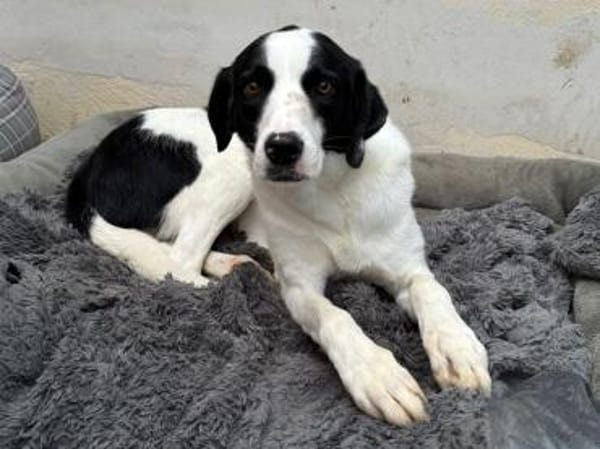 NEISHA-wunderschöne Hündin, 63 cm