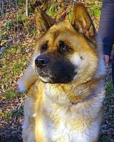 Akita-Inu sucht erfahrene Rasseliebhaber