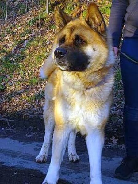 Akita-Inu sucht erfahrene Rasseliebhaber