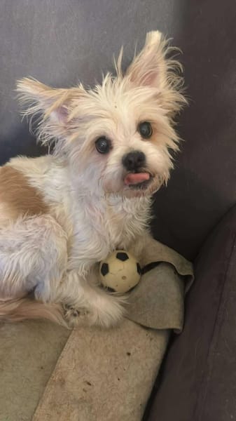 Mily, kleine Seniorin sucht Residenz