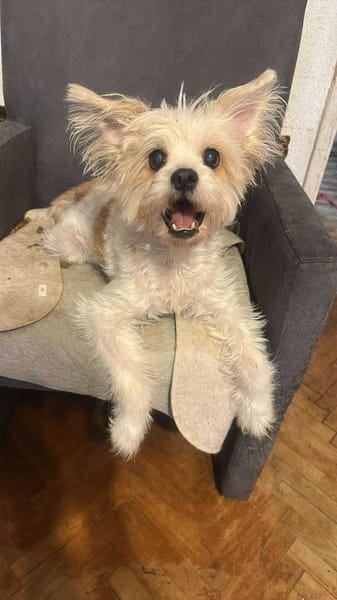 Mily, kleine Seniorin sucht Residenz