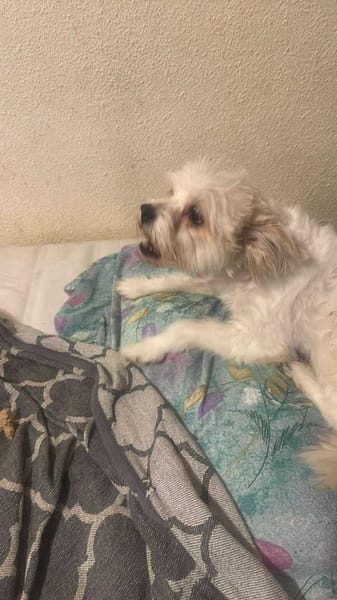 Mily, kleine Seniorin sucht Residenz