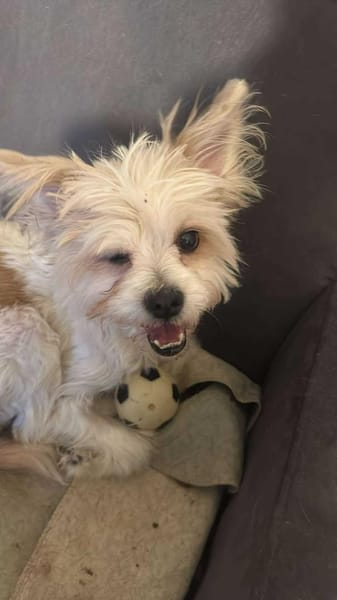 Mily, kleine Seniorin sucht Residenz