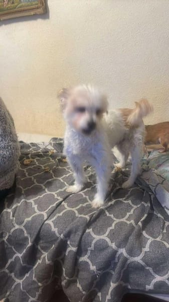 Mily, kleine Seniorin sucht Residenz