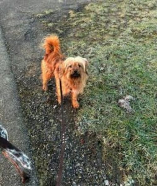 Sanfte Tiffy auf d. Suche nach Endstelle