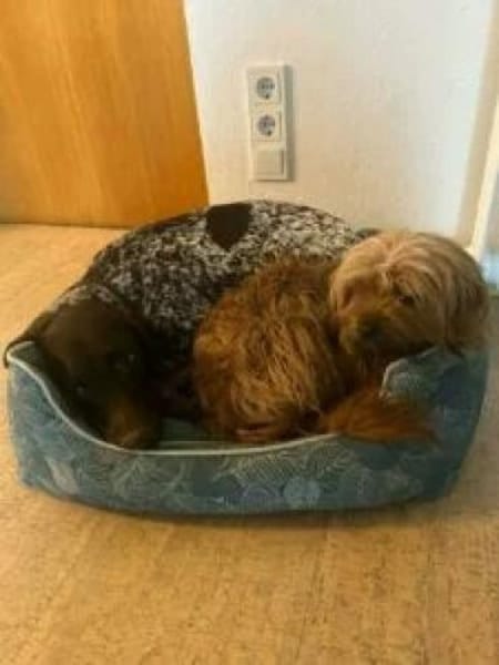 Sanfte Tiffy auf d. Suche nach Endstelle