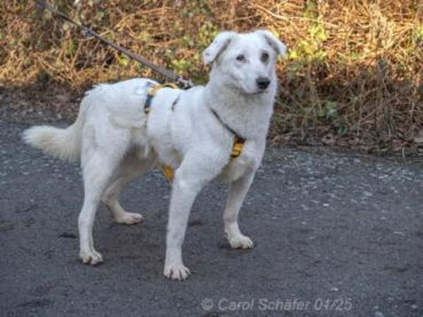 Dany ist ein wunderschöner Rüde