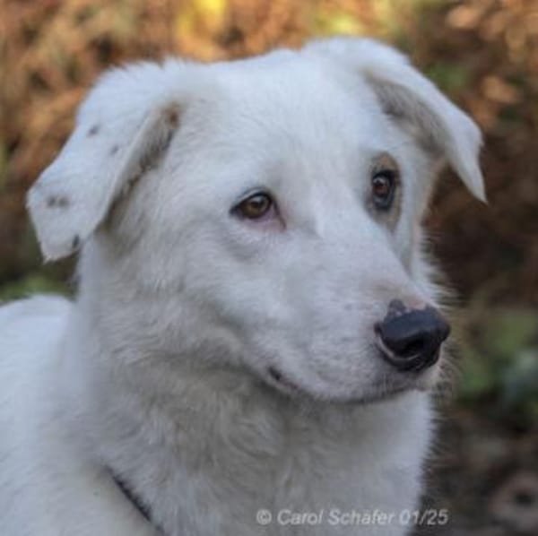 Dany ist ein wunderschöner Rüde