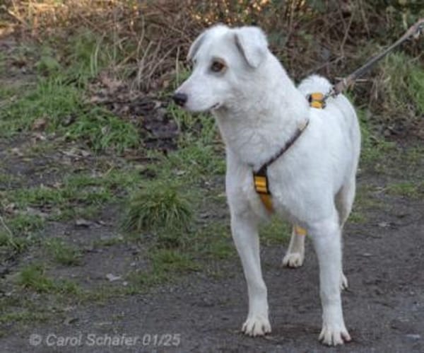 Dany ist ein wunderschöner Rüde