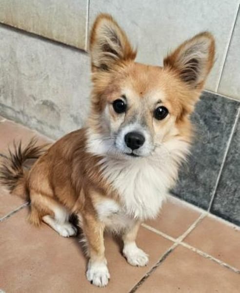 Chicolino süßer Zwerg sucht ein Zuhause