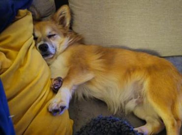 Chicolino süßer Zwerg sucht ein Zuhause