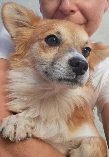 Chicolino süßer Zwerg sucht ein Zuhause