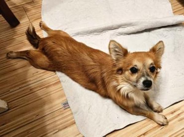 Chicolino süßer Zwerg sucht ein Zuhause