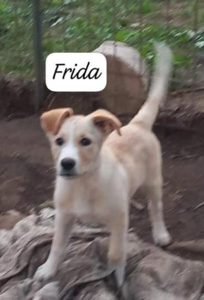 Frida  lernwillig und aufgeweckt