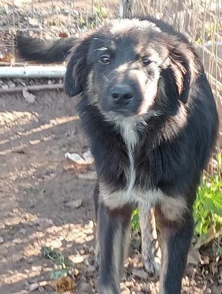 Nino 💛💛💛möchte geliebt werden