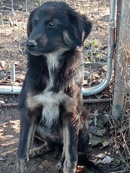 Nino 💛💛💛möchte geliebt werden