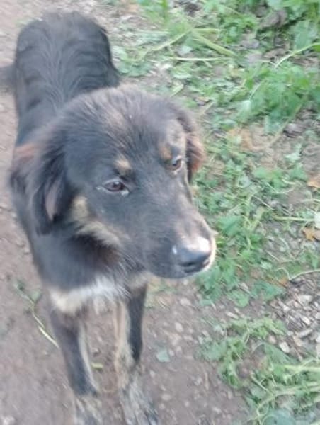 Nino 💛💛💛möchte geliebt werden