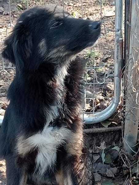 Nino 💛💛💛möchte geliebt werden