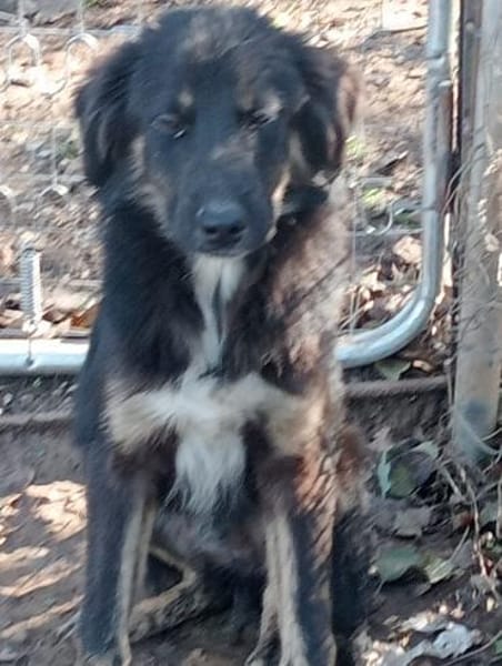 Nino 💛💛💛möchte geliebt werden