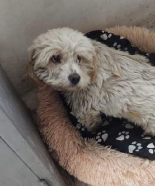 Jiro 32 cm (Pflegestelle)