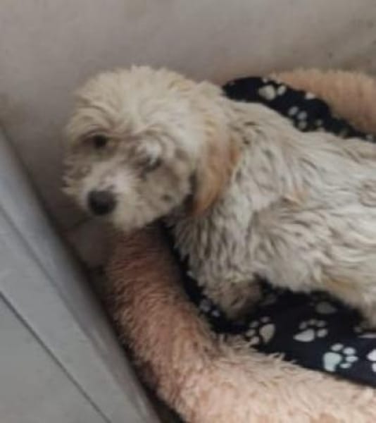 Jiro 32 cm (Pflegestelle)