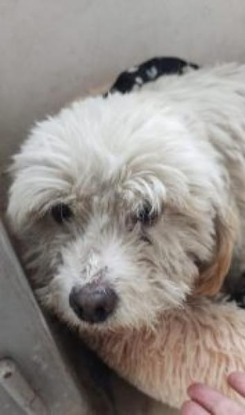 Jiro 32 cm (Pflegestelle)