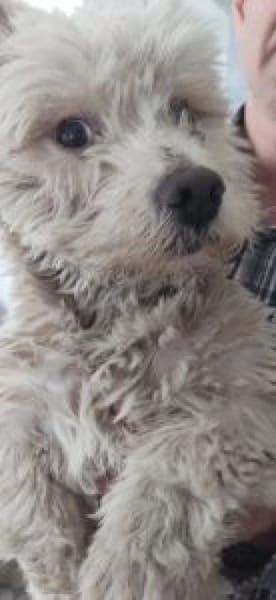 Jiro 32 cm (Pflegestelle)