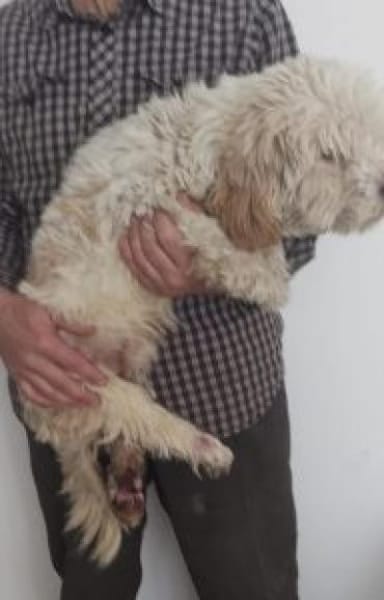 Jiro 32 cm (Pflegestelle)