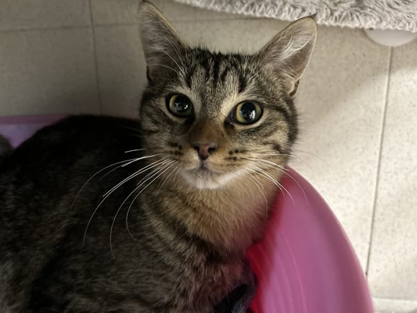 MASCARPONE (réservé)