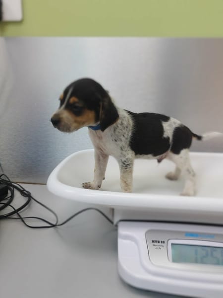 Vaillant, le doux rêveur