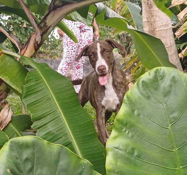 CANDY, chiot femelle Berger Créole