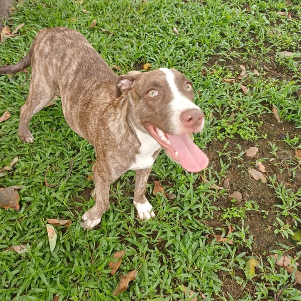 CANDY, chiot femelle Berger Créole