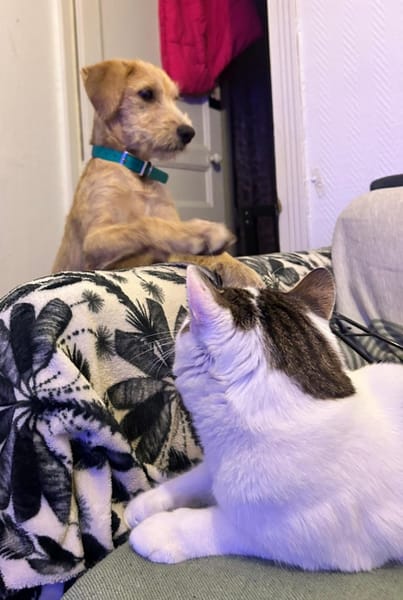 MANHATTAN, chiot femelle croisée