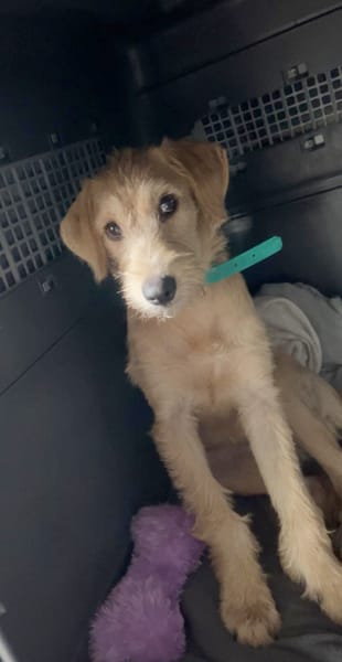 MANHATTAN, chiot femelle croisée