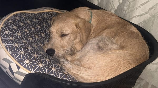 MANHATTAN, chiot femelle croisée