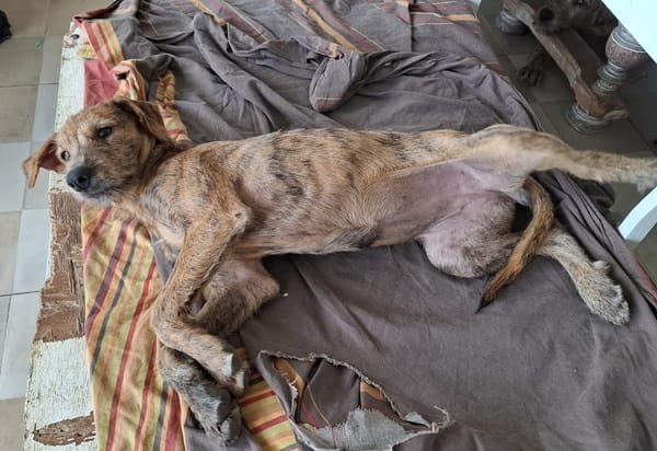 TEQUILA, chiot femelle croisée